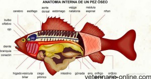 Anatomía osea