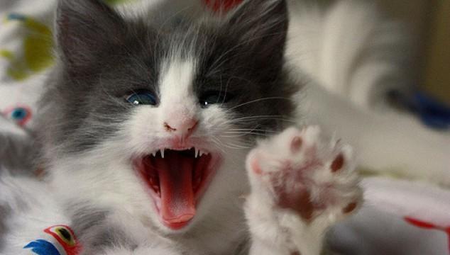 Acicalamiento y cuidados del gato