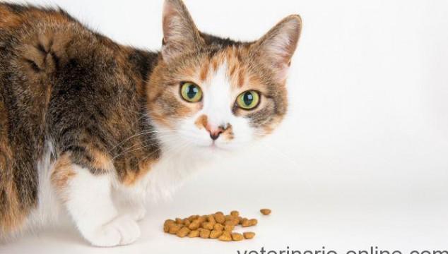 Gato en imagen destacada