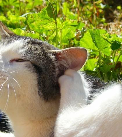 Mi gato marca la casa con orina