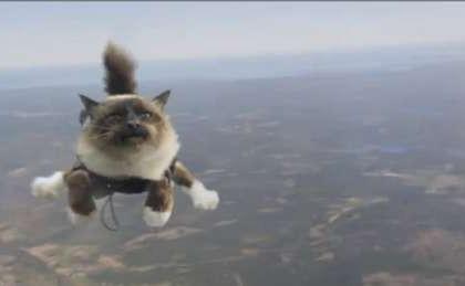 Fracturas por accidente: el gato paracaidista