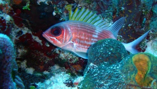 Los peces en la naturaleza y en el acuario