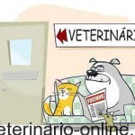 Cómo escoger un buen veterinario