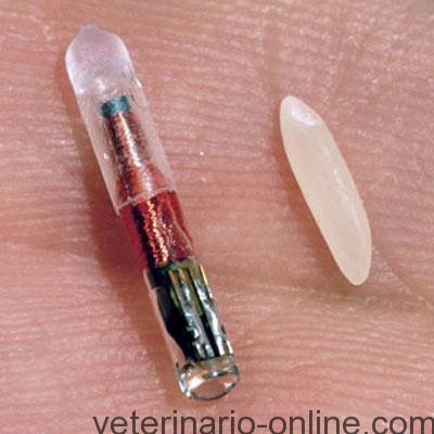 veterinario online microchip